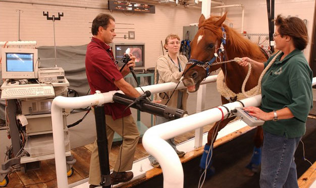 horse examination